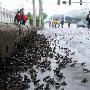 蔚为壮观:江苏一河水缺氧 数万只小蟾蜍过桥逃生(图)