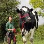 英国巨牛：重约1吨高度超过2米(组图)