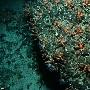 科学家最新发现 数百万微型海星栖息在海底火山中（图）