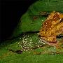 美国科学家首次发现树蛙水陆两地产卵