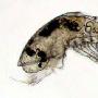 科学家发现神秘动物甲壳类寄生虫酷似虾