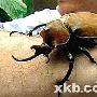 美洲巨型甲虫“偷渡”赴英国 藏身冰柜两周大难不死（图）