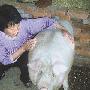 家猪长相酷似招财猪 模样怪异猪贩子不收(图)