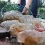 水怪?钓鱼者发现五六十斤重水母状不明物体 考倒生物学专家(组图)