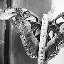 云南发现罕见巨型“蛾蝶” 翅膀伸平达26厘米（图）