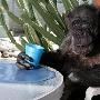 美国76岁黑猩猩争入好莱坞星光大道[组图]