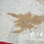 1.4亿年前小龙虾化石现身 与现代龙虾相似(图)