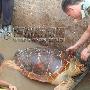 福建渔民在一孤岛上捕获75公斤巨型海龟（图）