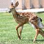 美国发现罕见畸形小鹿 长有6条腿2条尾巴(图)