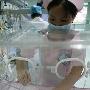 体重仅750克的袖珍女婴 抢救7天终于奇迹存活（图）