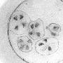 四川达州发现罕见“水中国宝”----桃花水母(图)