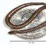 世界上最小的蛇:仅有一枚硬币大小[组图]