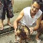 湖南发现古怪大龟 浑身长满刺尾巴十几厘米(图)