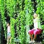 超级空心菜！长到14米 小孩可以荡秋千(图)