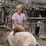 河北八旬夫妇养出千斤巨猪 猪已15岁高寿(图)