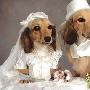 印度：为400只小狗举行集体婚礼[图]