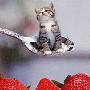 小巧可爱！世界最小的猫 比汤勺还小 重仅3磅