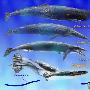美国科学家研究发现：4000万年前鲸鱼长有4条腿(图)