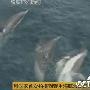 科学家首次拍摄到“海上救生员”野生海豚救助同伴的录像