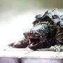 重庆发现怪龟钩嘴尾巴酷似鳄鱼 原系地球最大淡水龟