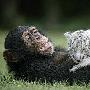 美国动物园里 两岁猩猩为白虎幼仔充当养母[组图]