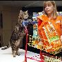 美国纽约举行猫咪选美大赛 猫咪大秀绝技（组图）