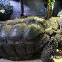 荷兰：动物园为200公斤巨龟“体检”[组图]