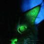科学家培育出世界首只能“发光”的猫(组图)