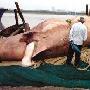 浙江渔民捕到一条12米长20余吨重的金钱鲨（组图）