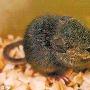 日本科学家成功克隆冷冻16年死老鼠[图]