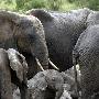 肯尼亚野生大象的“家庭泥浴”[组图]
