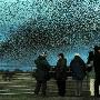 看呆了！英国出现百万只星椋鸟飞行奇观[组图]