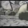 四川：动物园上演真实版“功夫熊猫” 两熊猫打架50分钟[组图]