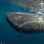 罕见！科学家拍到世界最大鱼鲸鲨的排泄过程[组图]