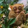 世界最小眼镜猴 失踪80年后重现世间[图]