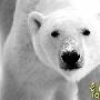 世界最长寿北极熊日前被实施安乐死[组图]