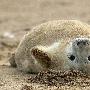 实拍：英国海豹宝宝首次体验海滩生活（图）