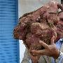 黎巴嫩农夫种出超大红薯 重达22.6斤