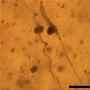 1.4亿年 英国科学家在琥珀中发现迄今最古老蛛网
