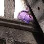 英国一发现紫色松鼠 毛色之谜尚无定论（组图）