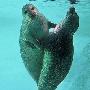 美国两只小海豹水中上演“舞动奇迹”(图)