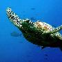 太平洋海龟揭示 海洋中也有“高速公路”？