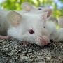 自然界中的10种最奇特的现象 老鼠能钻进6毫米小洞