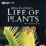 揭秘植物世界的奥秘：BBC《植物私生活》