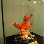 瑰丽的珊瑚（64）