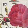 玫瑰——世界最伟大的图谱丛书·紫图自然博物馆