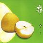 梨——每日水果科学选食丛书