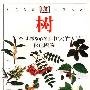 树 全世界500多种树木的彩色图鉴