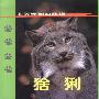 北美洲猫科动物:猞猁