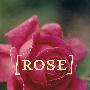 玫瑰(附52幅照片)Rose